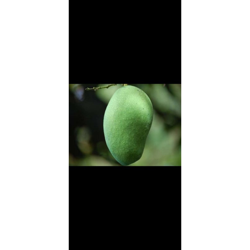 

Mangga muda Arumanis