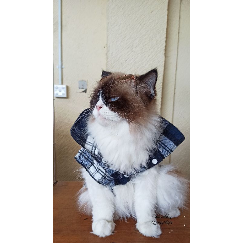 baju kemeja kucing