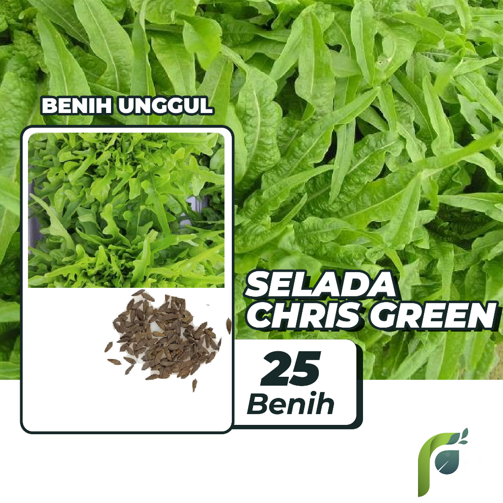 Benih Bibit Selada Chris Green 25 Benih Seribuan PG KDR