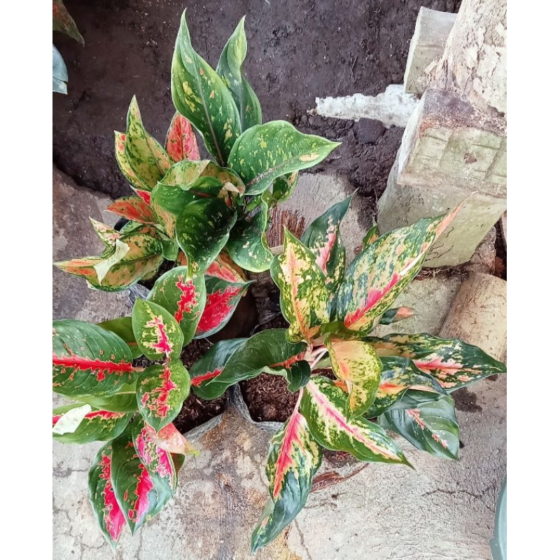 paket aglomema 3 rumpun