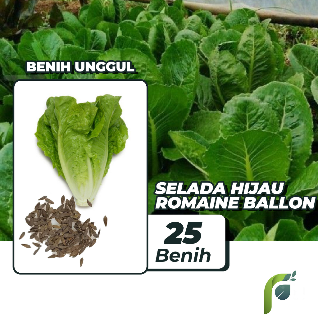 Benih Bibit Selada Hijau Romaine Ballon Lettuce 25 Benih Seribuan PG KDR