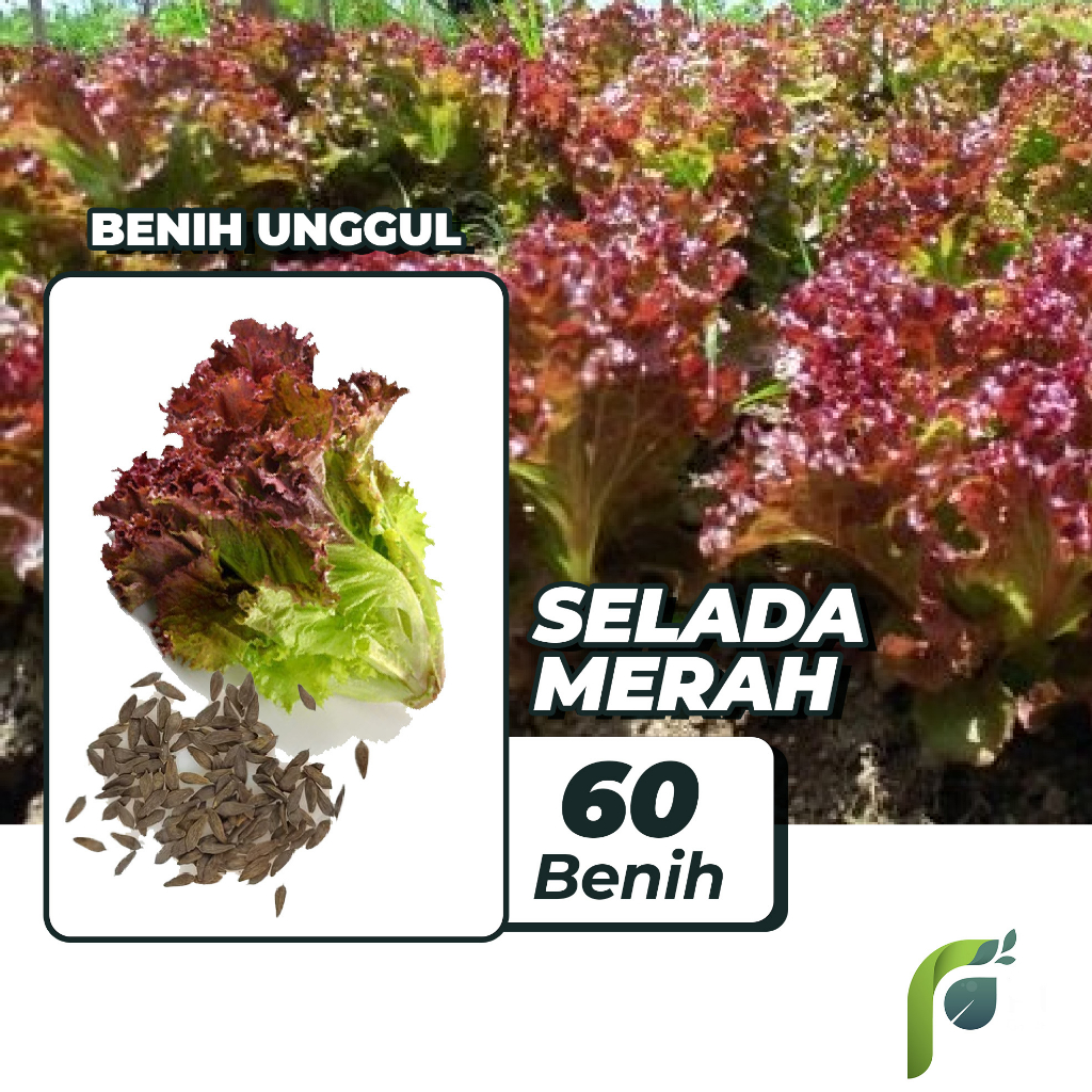 Benih Bibit Selada Merah 60 Benih Dua Ribuan PG KDR