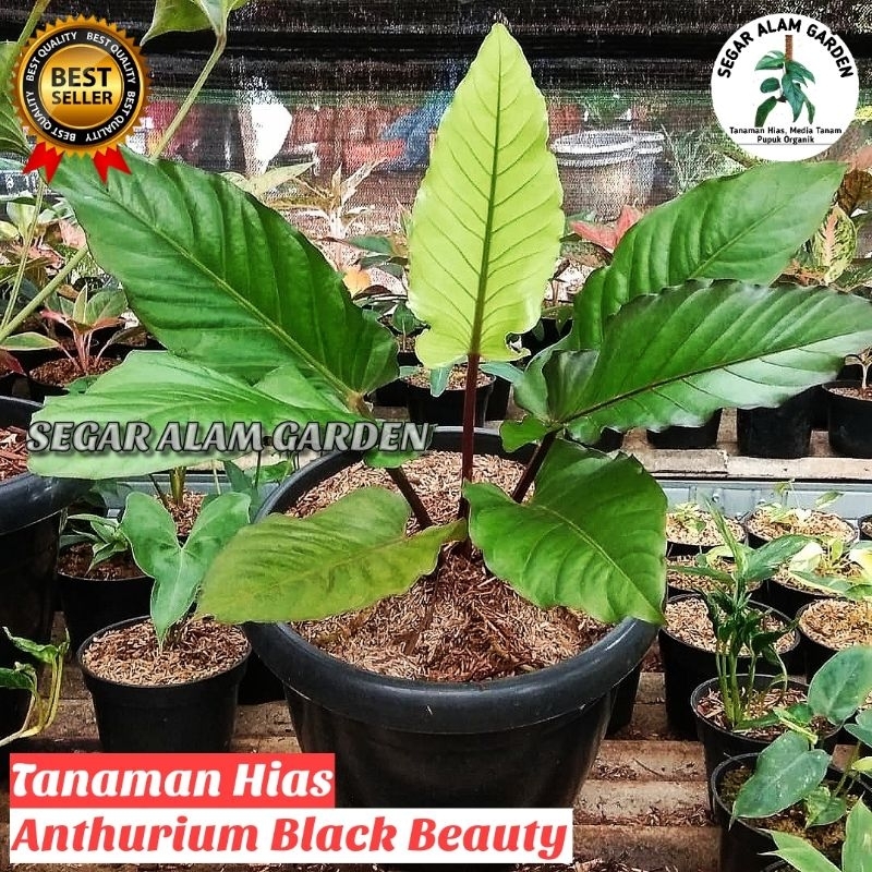 Tanaman Hias Anthurium Black Beauty - Anthurium Black Beauty