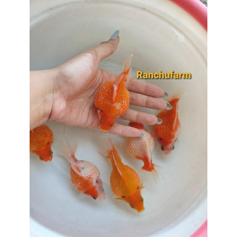 IKAN KOKI MUTIARA GENDUT LUCU LINCAH GEMAS