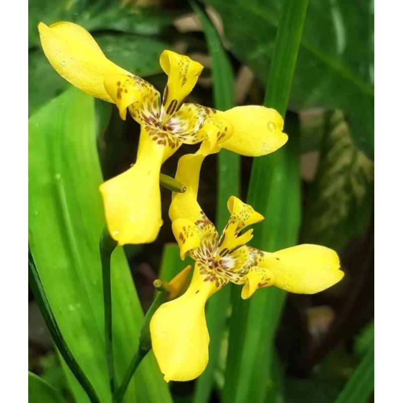 { BISA COD } tanaman hias bunga airis pohon airis bunga kuning airish