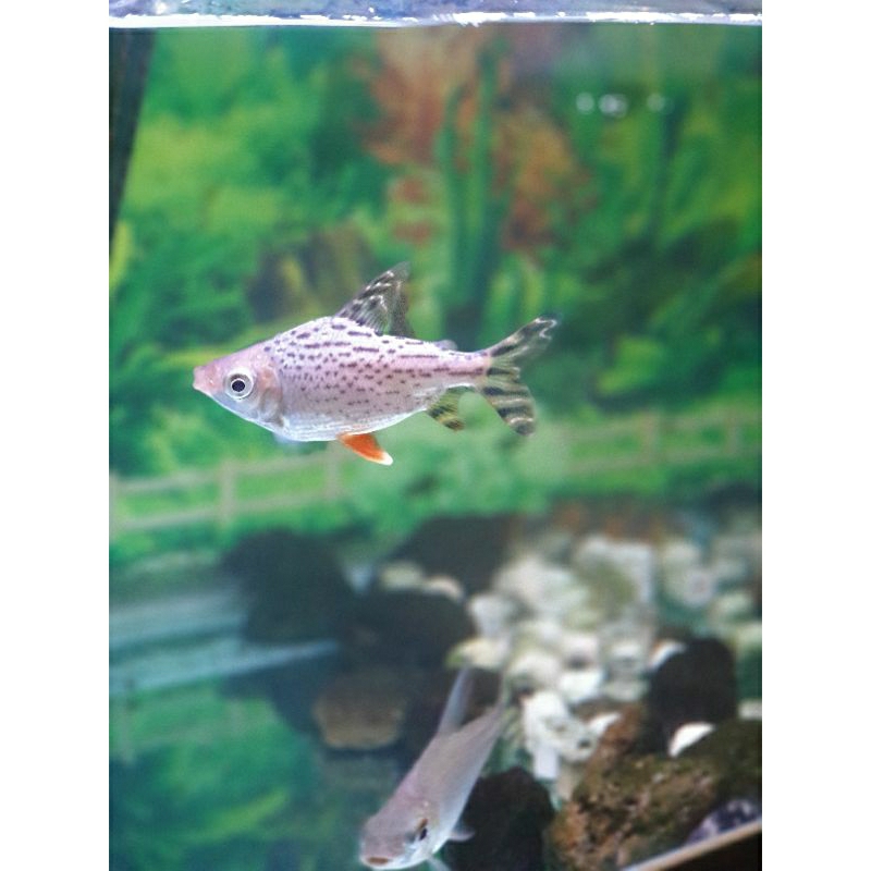 red feifeng rff 15cm - 25cm