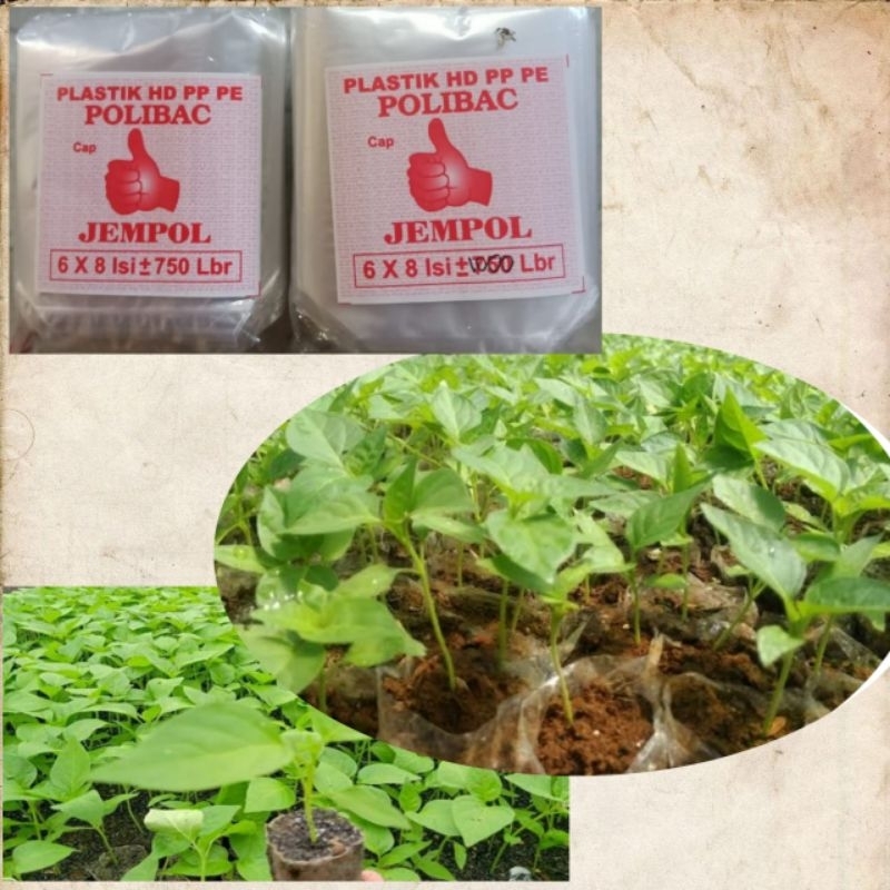 PP SEMAI ISI 750/polybag Semai/POLYBAG/plastik bening/polibek tanaman/plastik pp/media penanaman cab