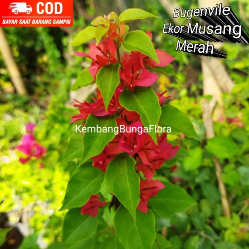(BESAR) Bugenvil Ekor Musang Merah Ori/ Bougenvil Ekor Musang/ Bunga Kertas/ Bugenvil/ Ekor Musang M