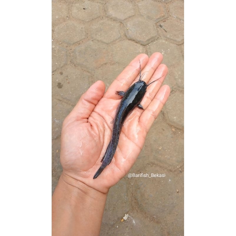 BIBIT/BENIH IKAN LELE SANGKURIANG/MUTIARA (GARANSI KEMATIAN).