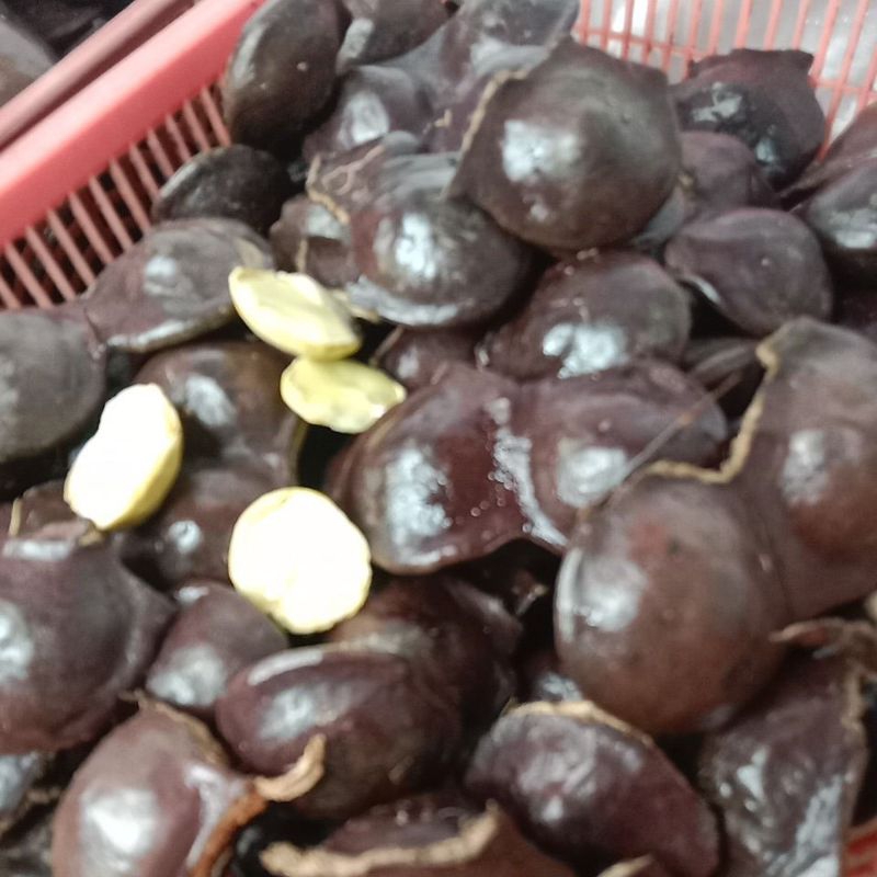 

JENGKOL MUDA LALAPAN