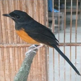 murai batu medan betina siapan ekor panjang