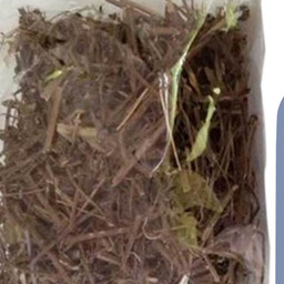 

HERBAL SANGKETAN KERING/TUSUK KONDE TERBAIK- 1KG