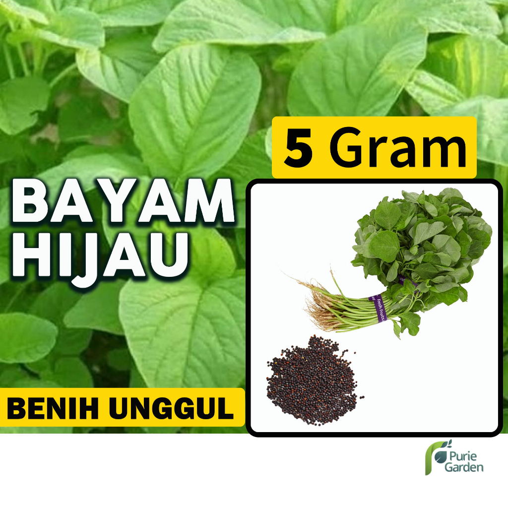 Benih Bibit Bayam Hijau 5gr Dua Ribuan PG SBY