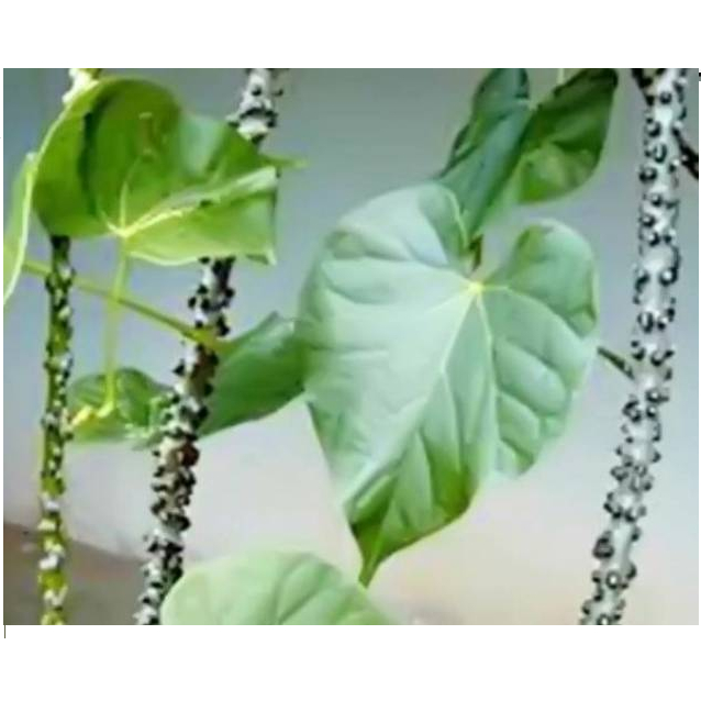 

Brotowali/Bratawali Segar panjang 20 cm Untuk kekebalan Tubuh termurah herbal