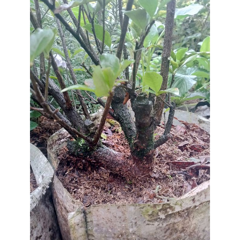 Bahan Bonsai Melati Costa (batang besar)