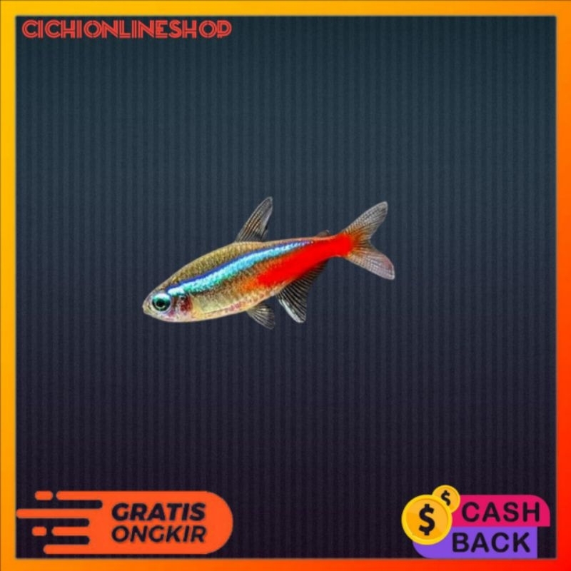 neon tetra paket 10 ekor