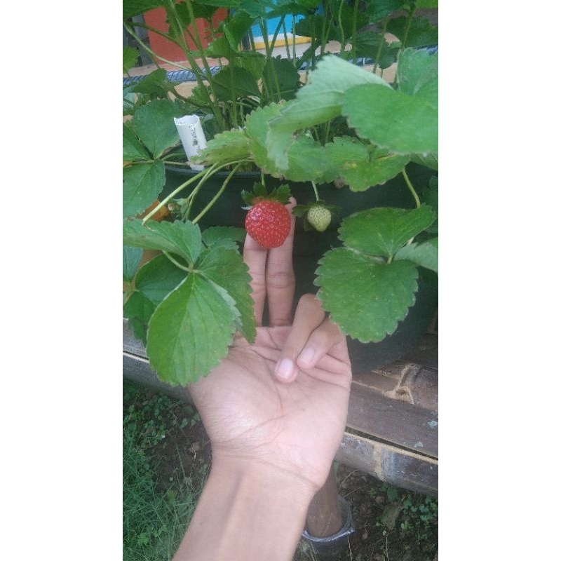 Bibit Strawberry Manis