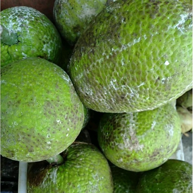 

BUAH SUKUN SEGAR - + 1kg