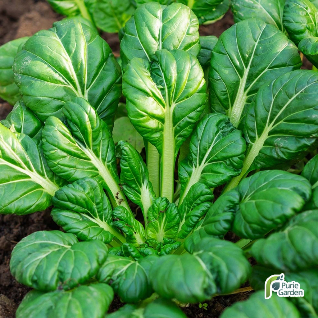 Benih Bibit Sawi Hijau Pagoda Tatsoi 15 Benih Seribuan PG SBY