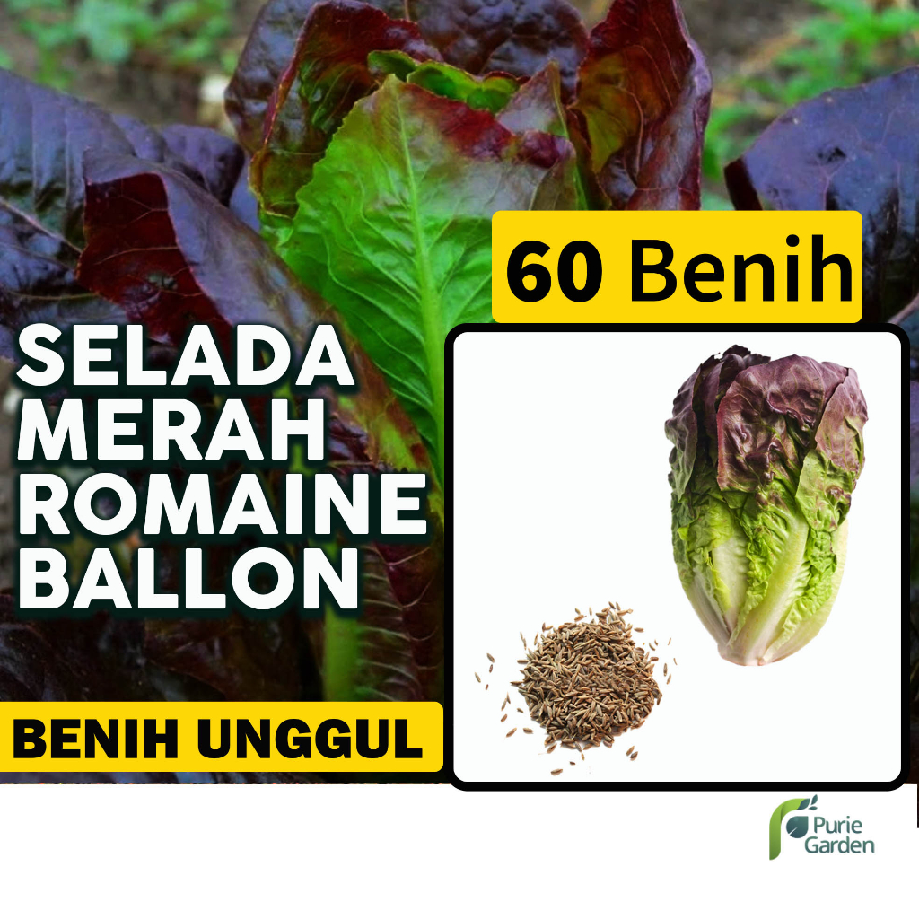 Benih Bibit Selada Selada Merah Romaine Ballon 60 Benih Dua Ribuan PG SBY