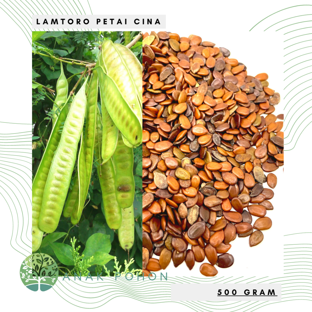 (500 GRAM) Benih Bibit Biji - Lamtoro Petai Cina Kemlandingan Petai Selong (Leucaena leucocephala (Lam.) de Wit) Seeds