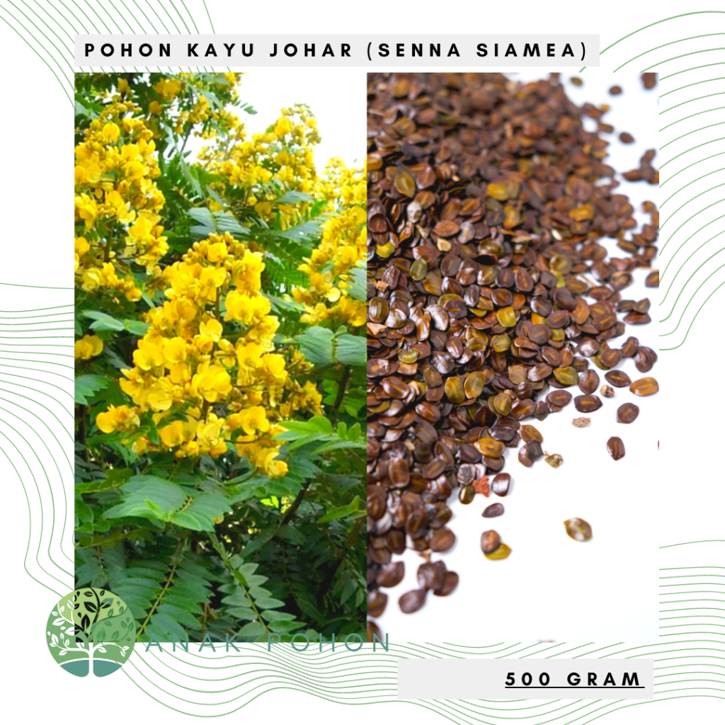 (500 GRAM) Benih Bibit Biji - Pohon Kayu Johar (Senna siamea) Jati Wesi Juwar Johor Tree Seeds