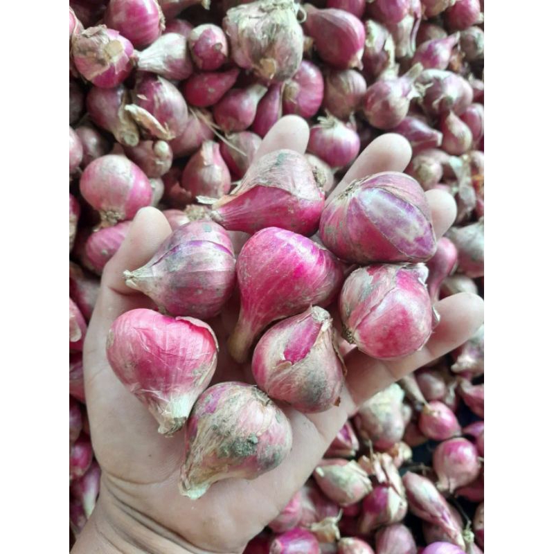 

Bawang Merah Brebes 1kg