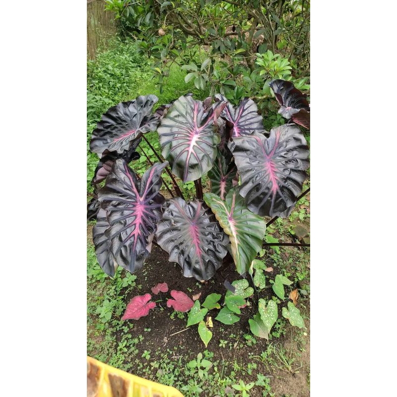 colocasia bagaskara