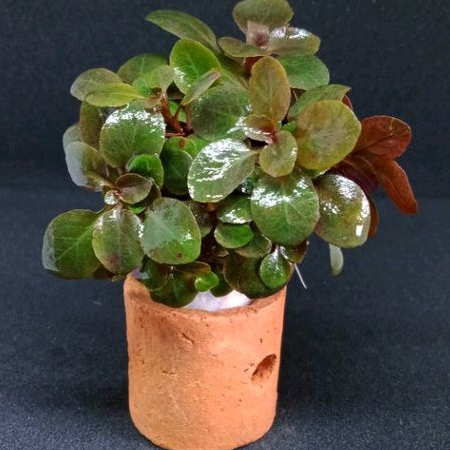 LOBELIA CARDINALIS MEDIA POT | TANAMAN MINI | TANAMAN AIR | TANAMAN AQUASCAPE | HIASAN AQUARIUM | MU