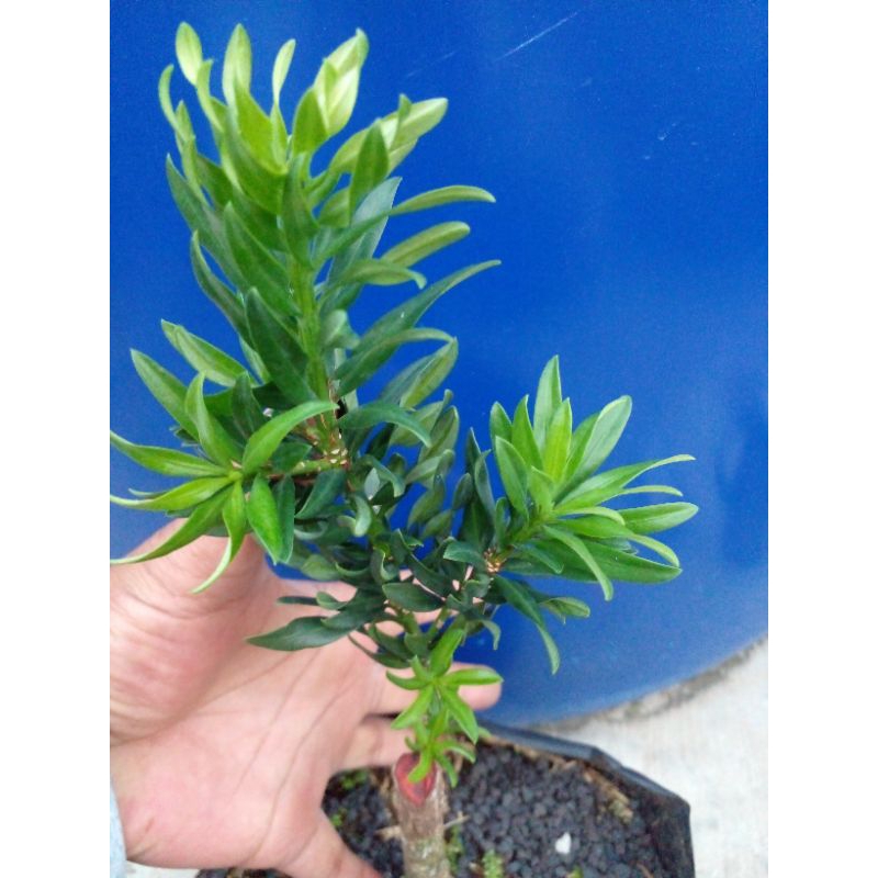 lohansung twister / bluethypoon 30cm