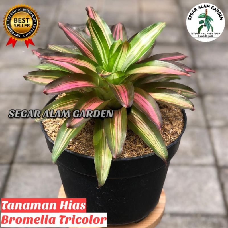Tanaman Hias Bromelia Tricolor - Bromelia Tricolor