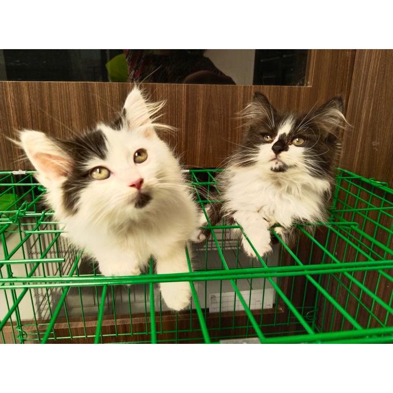kitten persia umur 3,5 bulan