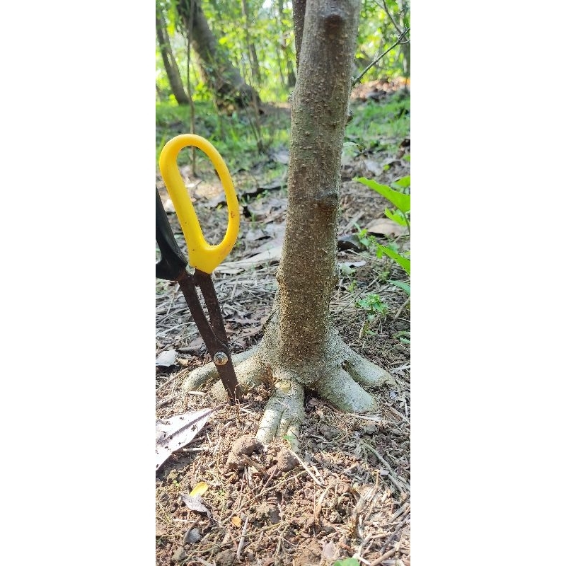 BAHAN ANTING PUTRI PROKAR (PROGRAM AKAR)