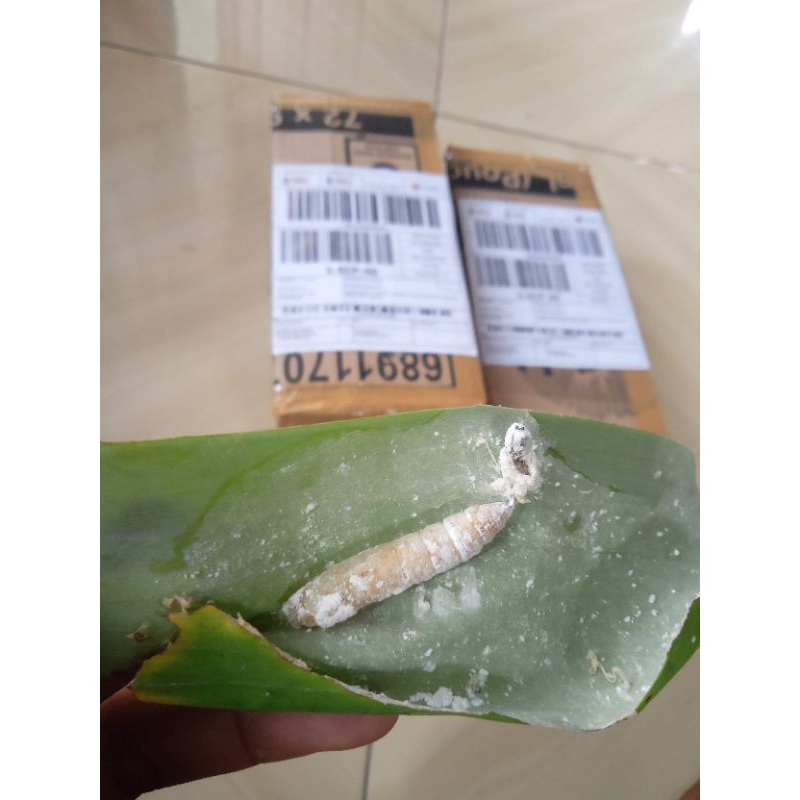 isi 30 entung daun pisang+kepompong daun pisang umpan mancing ikan bawal dan lele isi 30