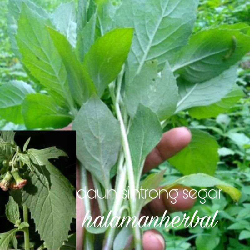 

DAUN SINTRONG SEGAR
