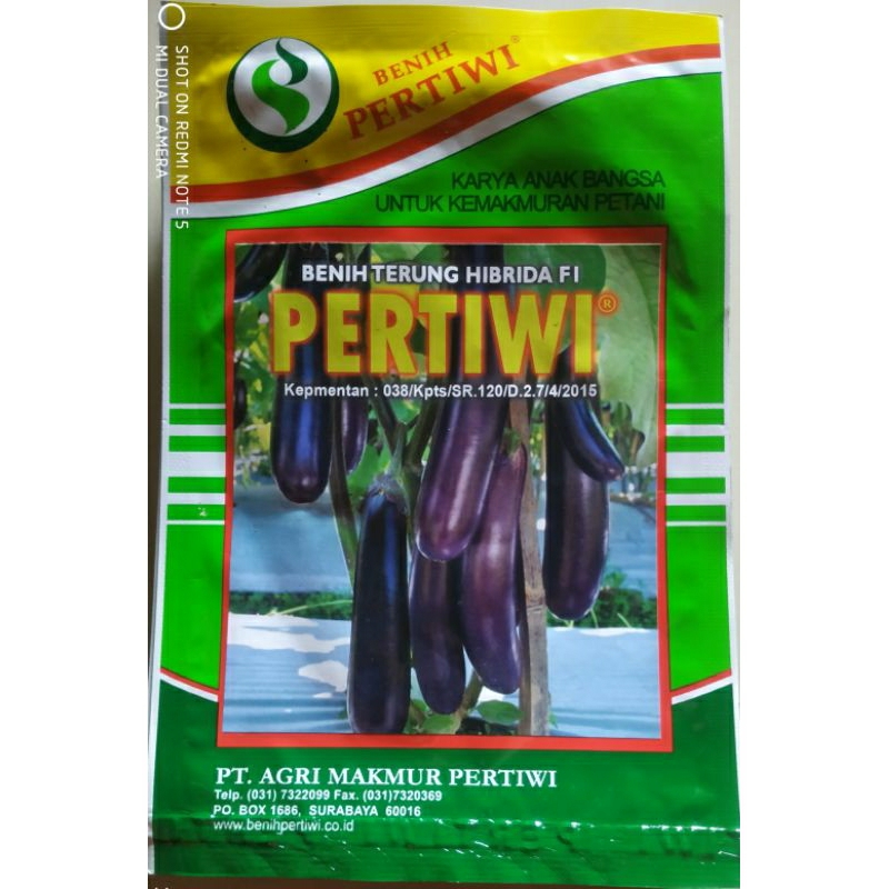 BENIH TERONG UNGGU PERTIWI 5gr.