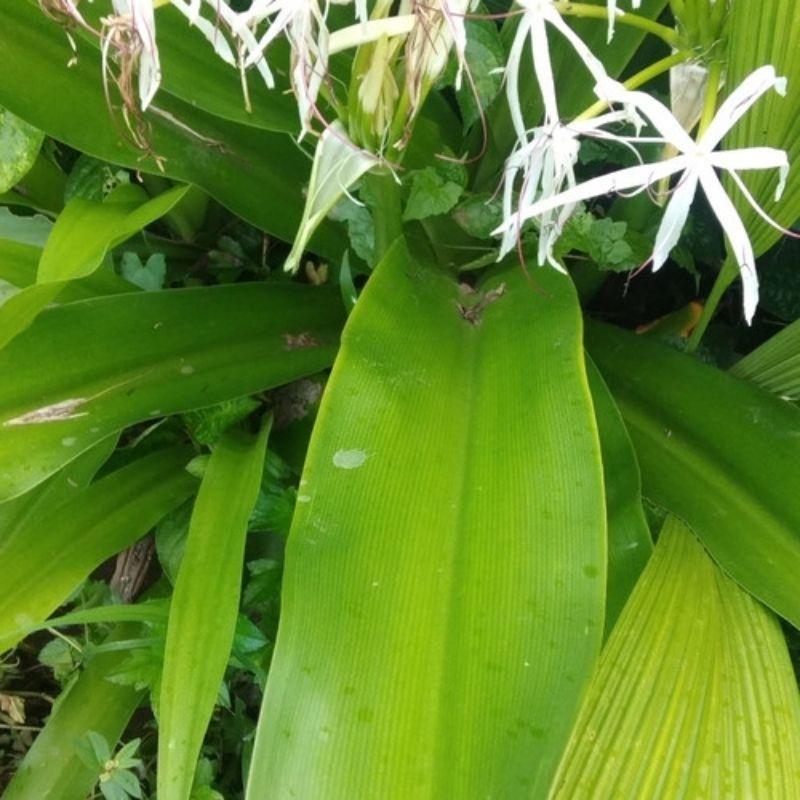 

daun bakung segar 500 grm