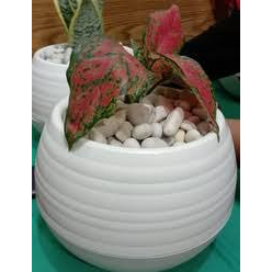 Pot Bola Putih Plastik Cantik 25cm Pot Bola Sultan Pot Bola Bulat Ulir Tawon Self-Watering