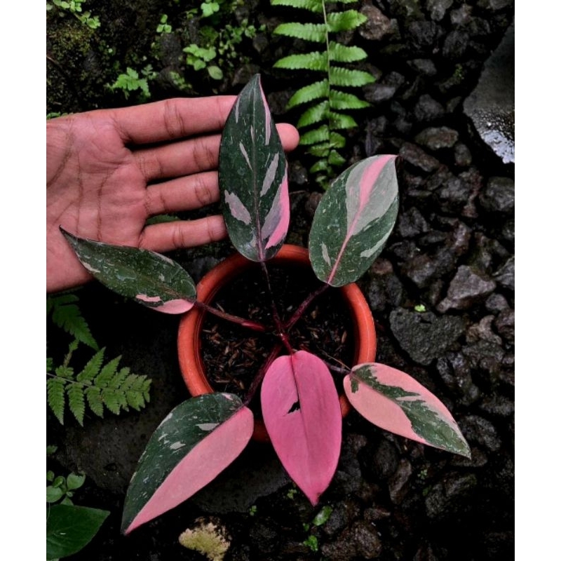 Philodendron Pink Princes Tanaman Hias Philodendron Princes Pink Philo Murah Philo Princes