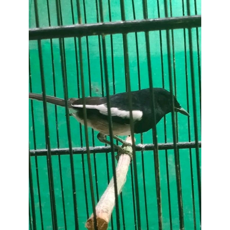 kacer ori kalimantan