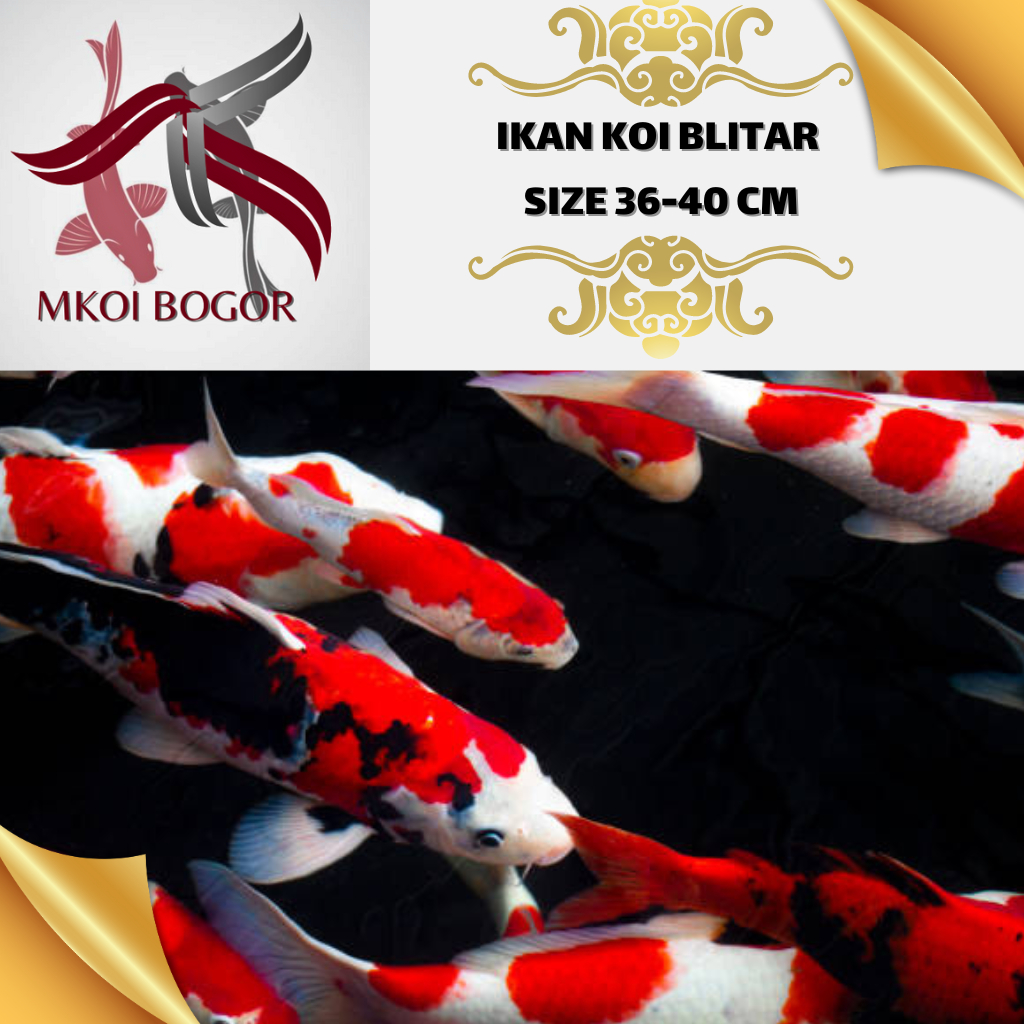 Ikan Koi Blitar Size 36-40 cm - Ikan Koi Murah - Koi Blitar Grade A -HQ - Koi