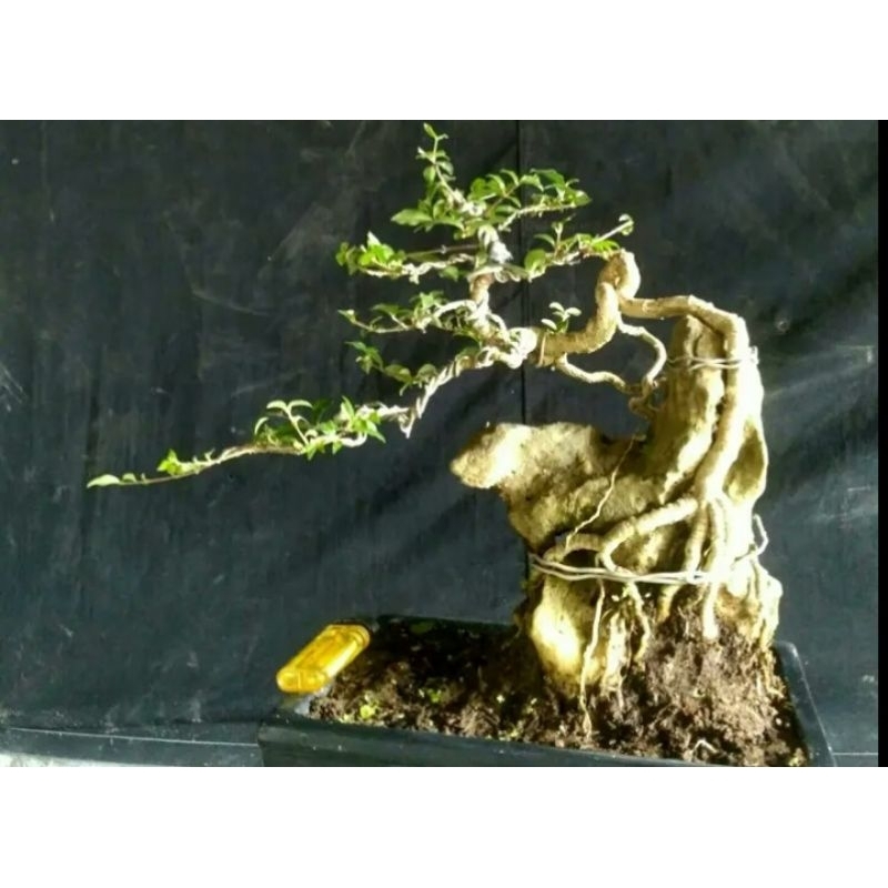 bonsai sakura mikro