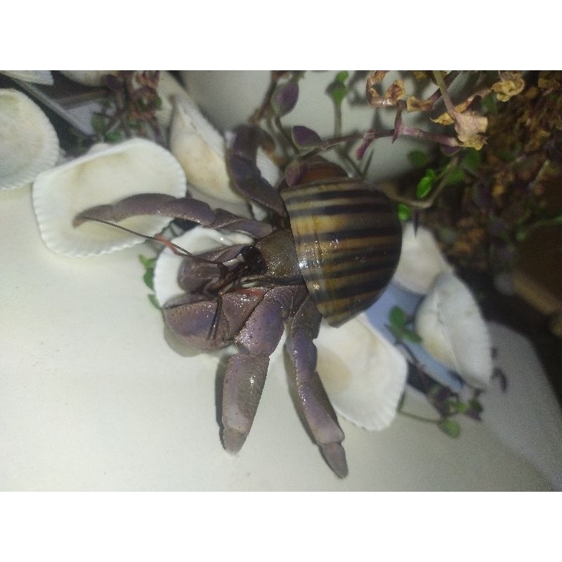 PAKET VIOLA KEONG MAS LUCU JUMBO XL L M