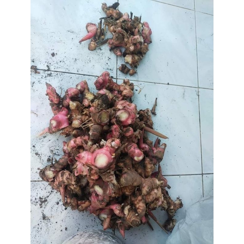 

LENGKUAS_SEGAR_1kg❤