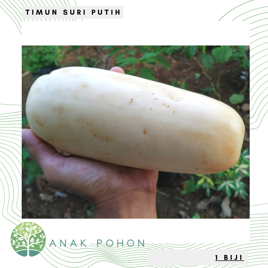 Benih Bibit Biji - Buah Timun Suri Putih Manis Seeds