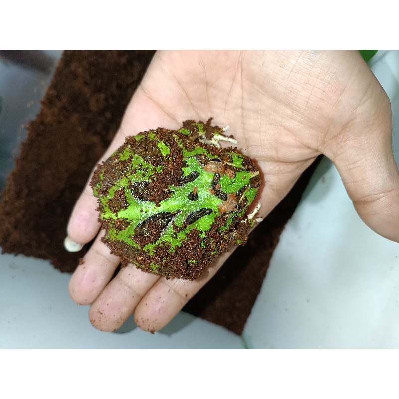 miniatur Kodok pacman