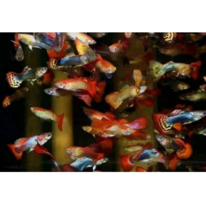 ikan guppy cendolan siap pijah