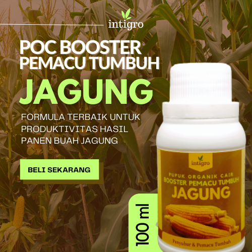 Pupuk Jagung Pembesar Buah / Pupuk Jagung Masa Pertumbuhan / Pupuk Jagung Cair Organik Hasil Melimpa