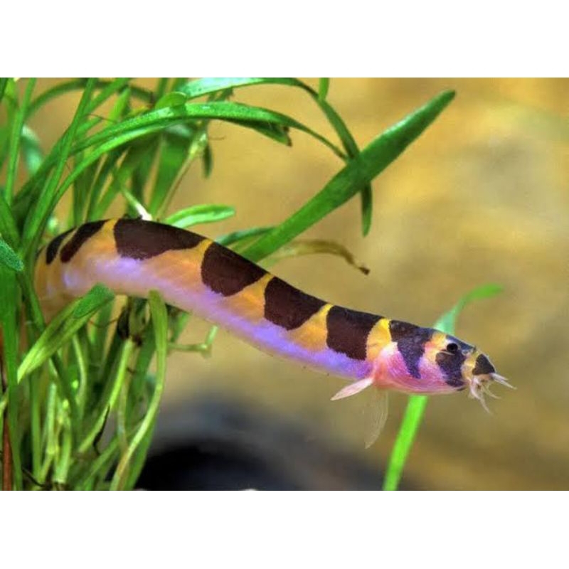 kuhli loach ikan hias Aquascape pembersih alga