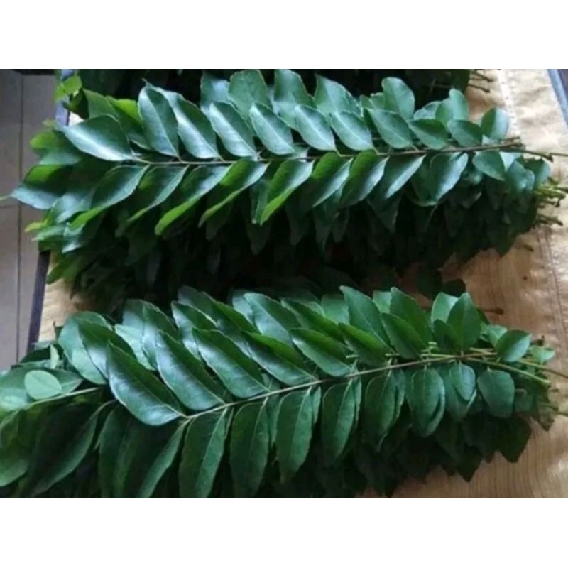 

salam Koja atau daun kari 20 tangkai